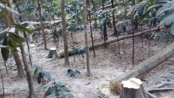 বাউফলে অর্ধশত গাছ কর্তন -সন্ত্রাসীদের বিরুদ্ধে ব্যবস্থা নেয়ার দাবি 