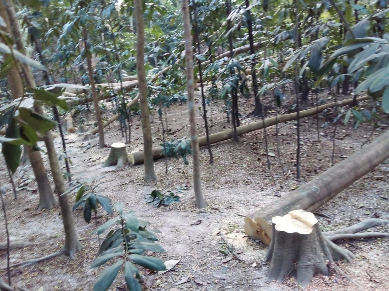 বাউফলে অর্ধশত গাছ কর্তন -সন্ত্রাসীদের বিরুদ্ধে ব্যবস্থা নেয়ার দাবি 